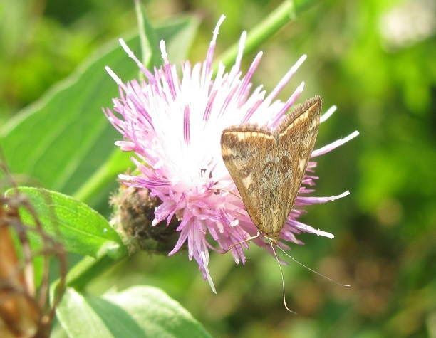 Loxostege sticticalis (Crambidae)